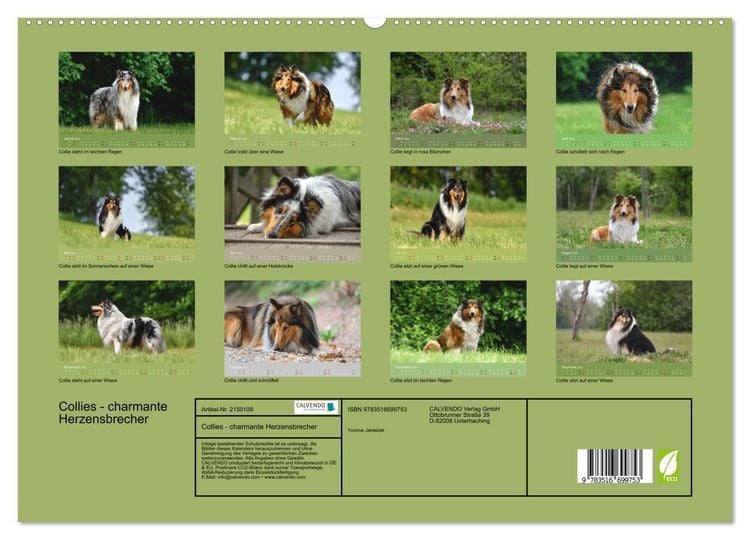 Produktbild: Collies - charmante Herzensbrecher (hochwertiger Premium Wandkalender 2026 DIN A2 quer), Kunstdruck in Hochglanz
