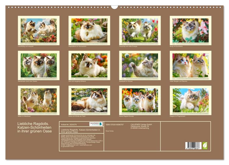 Produktbild: Liebliche Ragdolls. Katzen-Sch&ouml;nheiten in ihrer gr&uuml;nen Oase (Wandkalender 2026 DIN A2 quer), CALVENDO Monatskalender