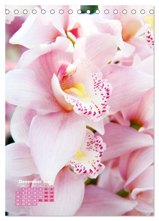 Produktbild: Orchideensch&auml;tze (Tischkalender 2026 DIN A5 hoch), CALVENDO Monatskalender
