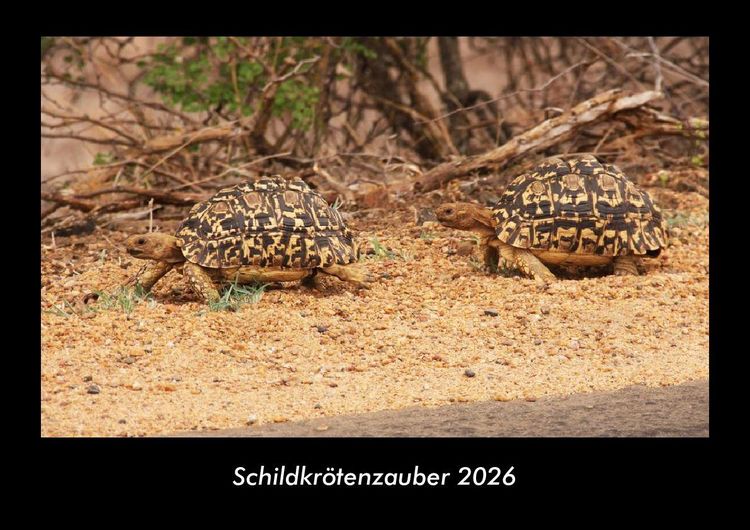 Produktbild: Schildkr&ouml;tenzauber 2026 Fotokalender DIN A3