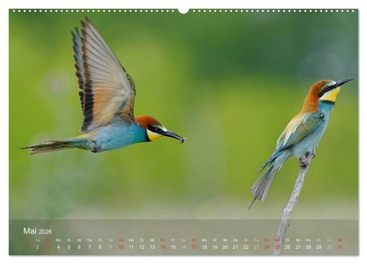 Produktbild: Europ&auml;ische Bienenfresser (Wandkalender 2026 DIN A2 quer), CALVENDO Monatskalender