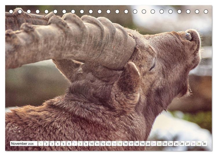 Produktbild: Steinb&ouml;cke - imposante Tiere (Tischkalender 2026 DIN A5 quer), CALVENDO Monatskalender