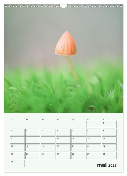 Produktbild: Champignons magiques - Beaut&eacute;s &eacute;ph&eacute;m&egrave;res (Calendrier mural 2027 DIN A3 horizontal), CALVENDO calendrier mensuel