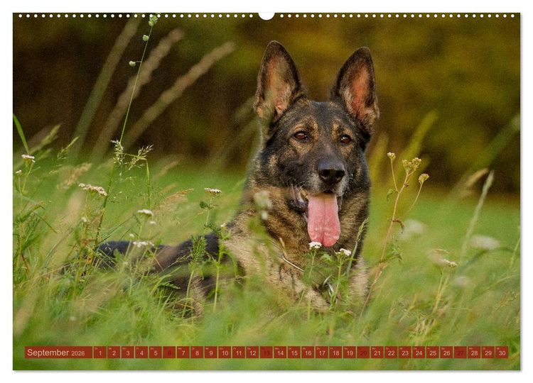 Produktbild: Faszination Hund (Wandkalender 2026 DIN A2 quer), CALVENDO Monatskalender