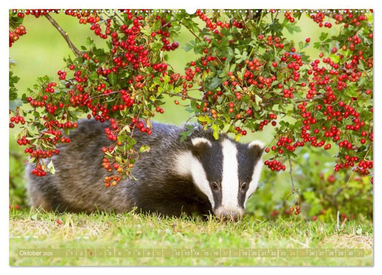 Produktbild: Wildtiere des Waldes: Hier wird der Mythos Wald lebendig (Wandkalender 2026 DIN A2 quer), CALVENDO Monatskalender