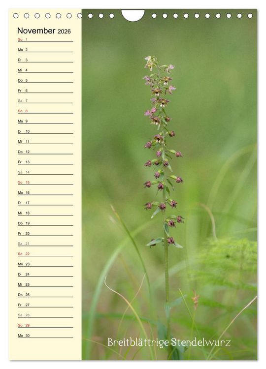 Produktbild: Wildwachsende Orchideen in Bayern (Wandkalender 2026 DIN A4 hoch), CALVENDO Monatskalender
