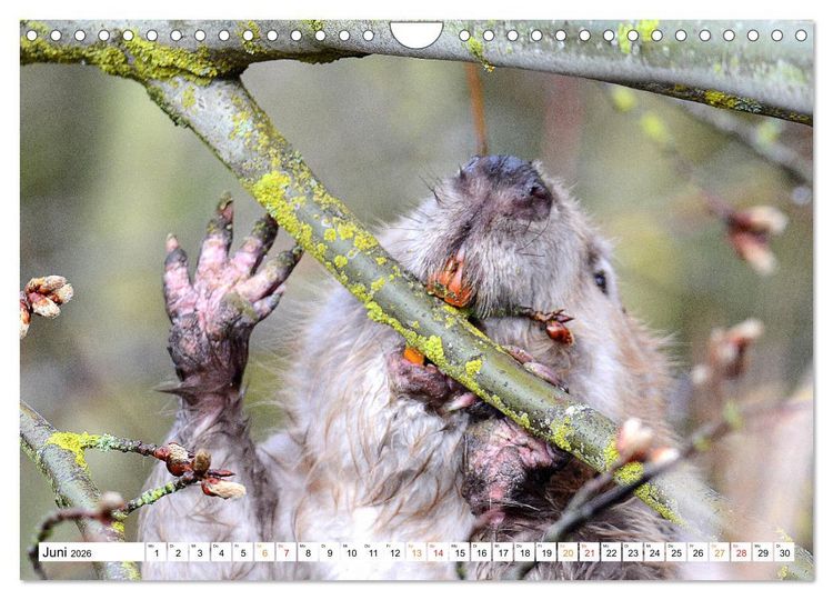 Produktbild: Der Biber, ein guter Bauhandwerker (Wandkalender 2026 DIN A4 quer), CALVENDO Monatskalender