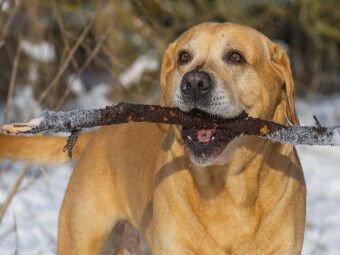 Produktbild: CALVENDO Puzzle Ein Motiv aus dem Kalender Labrador Retriever - ein Herz auf 4 Pfoten | 1000 Teile Lege-Gr&ouml;&szlig;e 64x48cm Foto-Puzzle f&uuml;r gl&uuml;ckliche Stunden