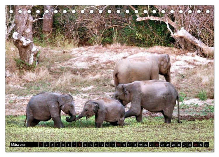 Produktbild: Sri Lanka - Highlights (Tischkalender 2026 DIN A5 quer), CALVENDO Monatskalender
