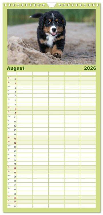 Produktbild: Familienplaner 2026 - Liebling BERNER SENNENHUND mit 5 Spalten (Wandkalender, 21 x 45 cm) CALVENDO