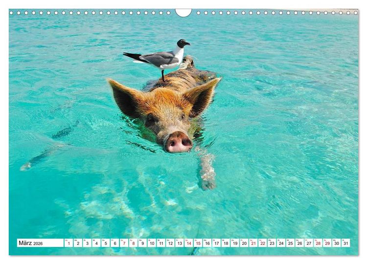 Produktbild: Schweine im Dauerurlaub auf den Bahamas! (Wandkalender 2026 DIN A3 quer), CALVENDO Monatskalender