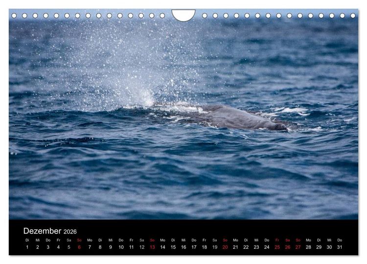 Produktbild: Wale (Wandkalender 2026 DIN A4 quer), CALVENDO Monatskalender