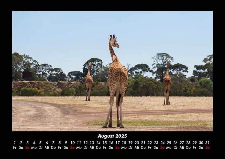 Produktbild: Giraffen 2025 Fotokalender DIN A3