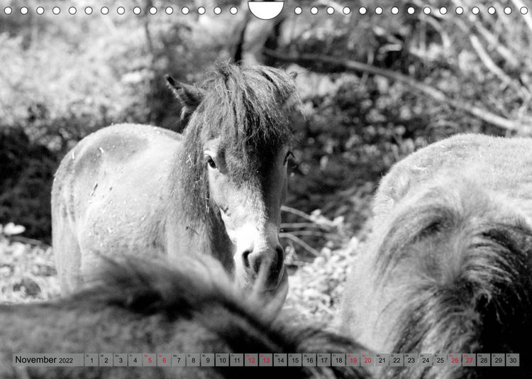 Produktbild: Die letzten Wildpferde Exmoor Ponys (Wandkalender 2022 DIN A4 quer)
