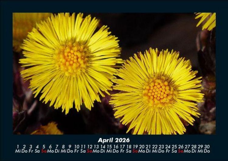 Produktbild: Blumenkalender 2026 Fotokalender DIN A5