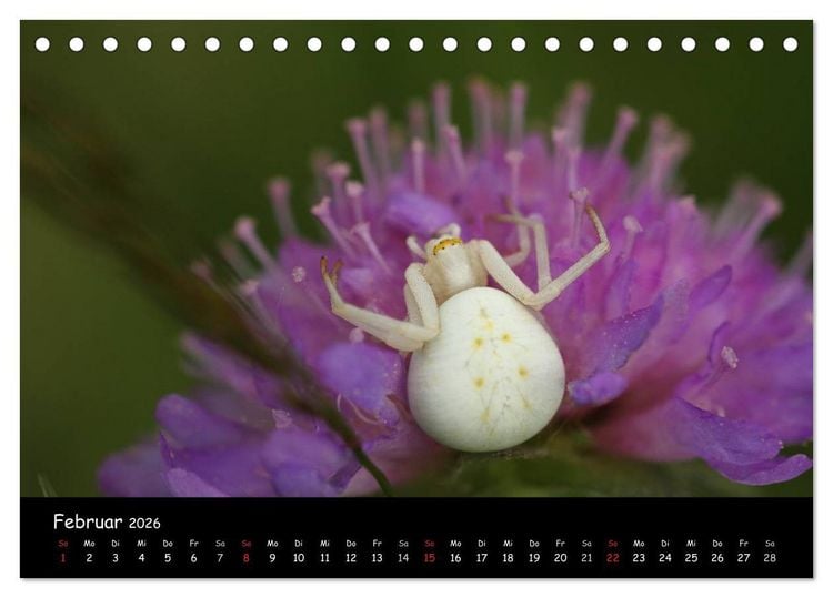 Produktbild: Heimische Spinnen (Tischkalender 2026 DIN A5 quer), CALVENDO Monatskalender