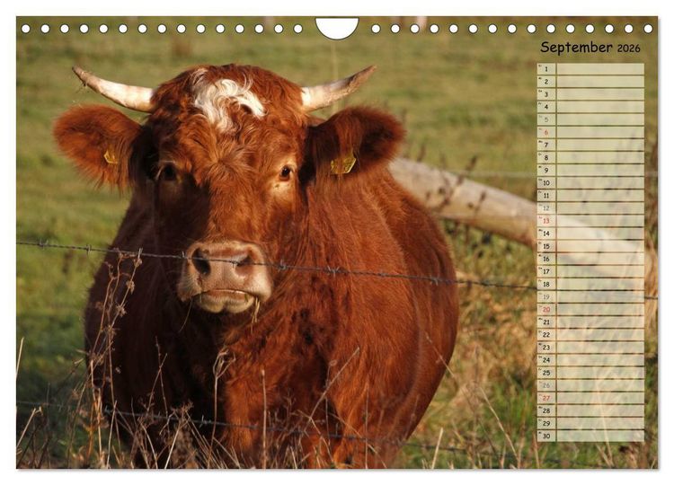 Produktbild: Gl&uuml;ckliche K&uuml;he (Wandkalender 2026 DIN A4 quer), CALVENDO Monatskalender