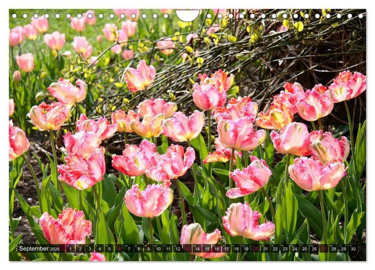 Produktbild: Im Tulpengarten (Wandkalender 2026 DIN A4 quer), CALVENDO Monatskalender