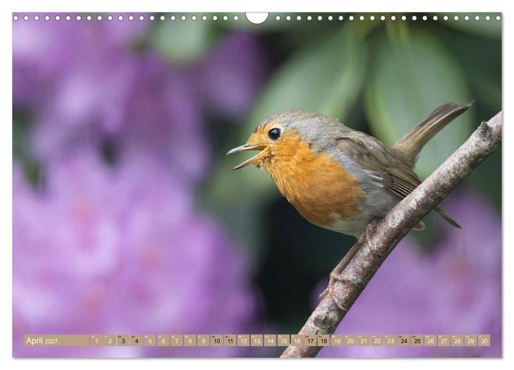 Produktbild: Robin, das s&uuml;&szlig;e Rotkehlchen (Wandkalender 2027 DIN A3 quer), CALVENDO Monatskalender