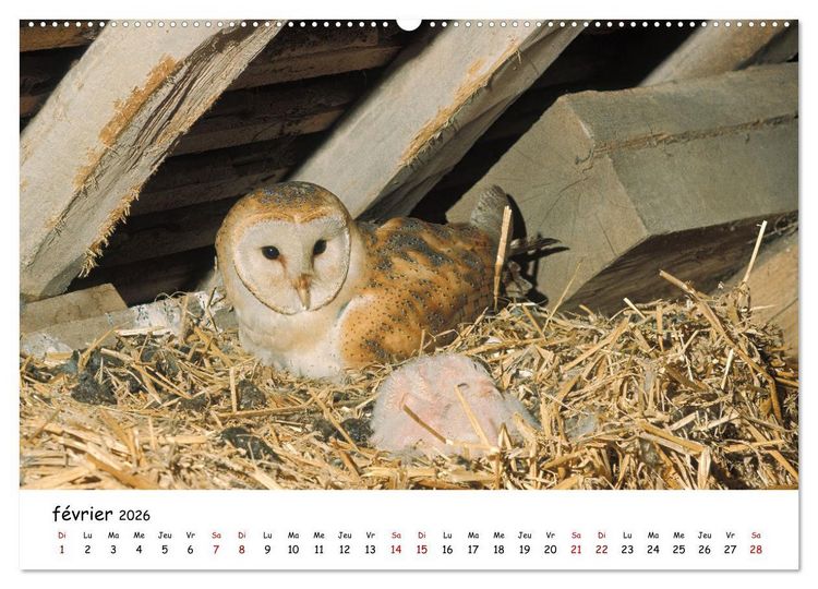 Produktbild: La vie des chouettes, les dames de la nuit (Calendrier mural 2026 DIN A2 vertical), CALVENDO calendrier mensuel
