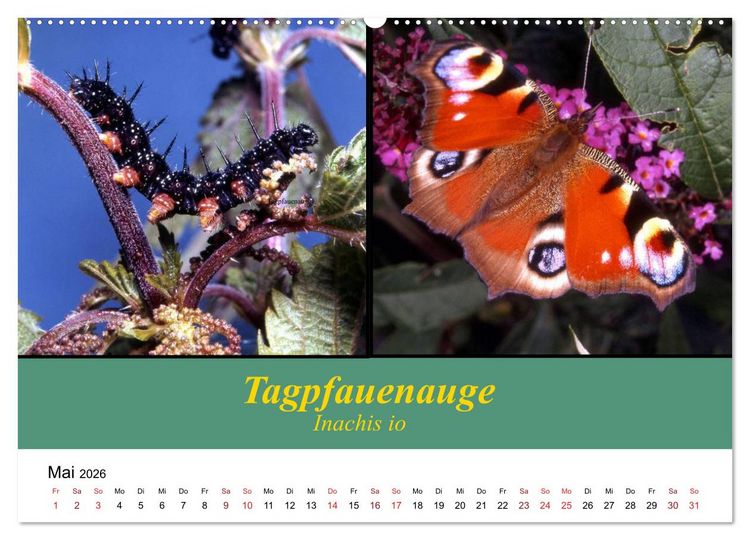 Produktbild: Zwei Leben, Raupe und Schmetterling (Wandkalender 2026 DIN A2 quer), CALVENDO Monatskalender