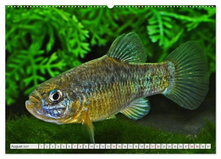 Produktbild: Outdoor-Aquaristik (Wandkalender 2027 DIN A2 quer), CALVENDO Monatskalender