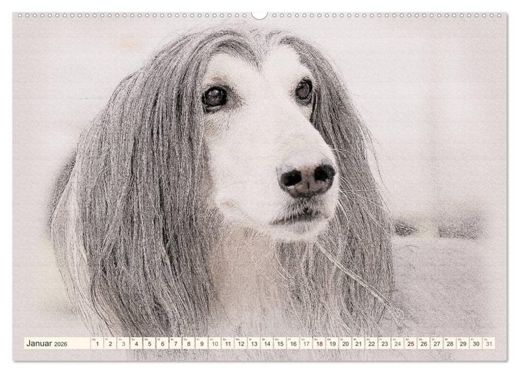 Produktbild: Windhunde 2026 (hochwertiger Premium Wandkalender 2026 DIN A2 quer), Kunstdruck in Hochglanz