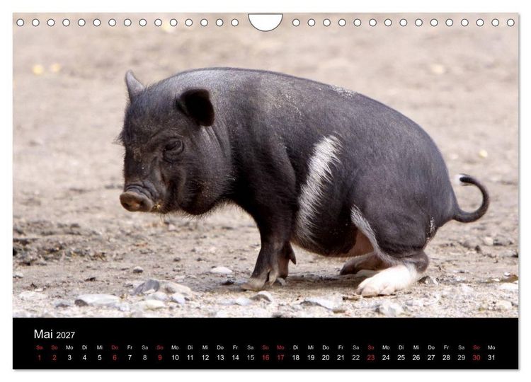 Produktbild: Schweinereien (Wandkalender 2027 DIN A4 quer), CALVENDO Monatskalender