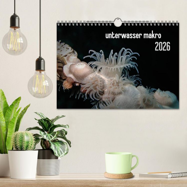 Produktbild: unterwasser makro 2026 (Wandkalender 2026 DIN A4 quer), CALVENDO Monatskalender