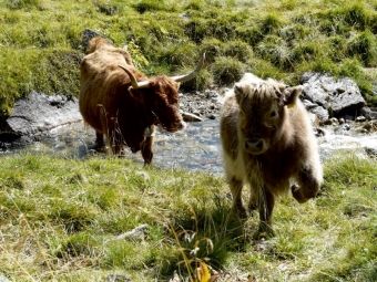 Produktbild: CALVENDO Puzzle Scottish Highland K&auml;lber spielen am Bach | 1000 Teile Lege-Gr&ouml;&szlig;e 64x48cm Foto-Puzzle f&uuml;r gl&uuml;ckliche Stunden