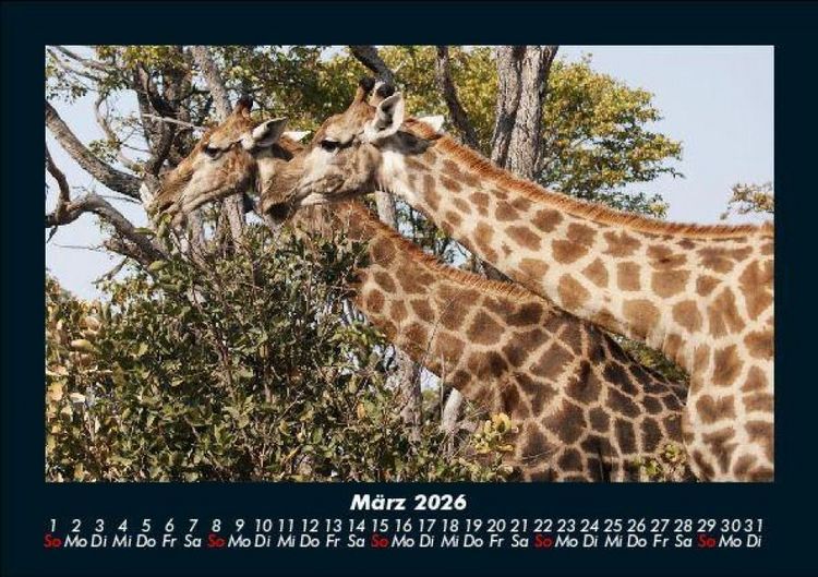 Produktbild: Giraffen 2026 Fotokalender DIN A5