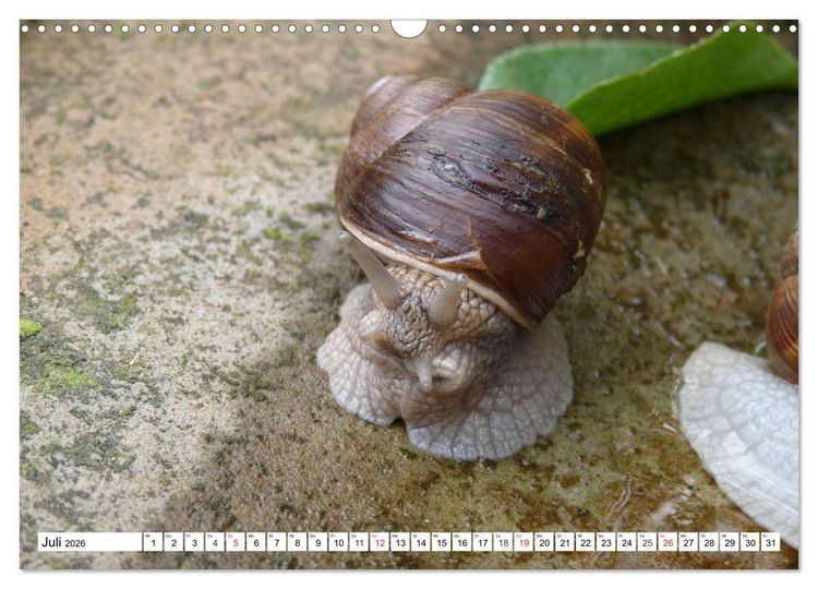 Produktbild: Meine Schnecken (Wandkalender 2026 DIN A3 quer), CALVENDO Monatskalender