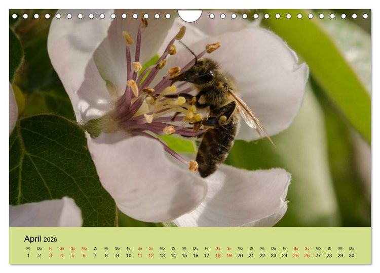 Produktbild: Bienen bei der Arbeit (Wandkalender 2026 DIN A4 quer), CALVENDO Monatskalender