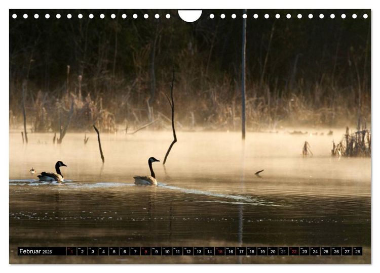 Produktbild: KANADA-GANS - Der 'hupende' Vogel (Wandkalender 2026 DIN A4 quer), CALVENDO Monatskalender