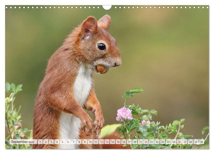 Produktbild: Besondere Augenblicke mit Eichh&ouml;rnchen (Wandkalender 2026 DIN A3 quer), CALVENDO Monatskalender