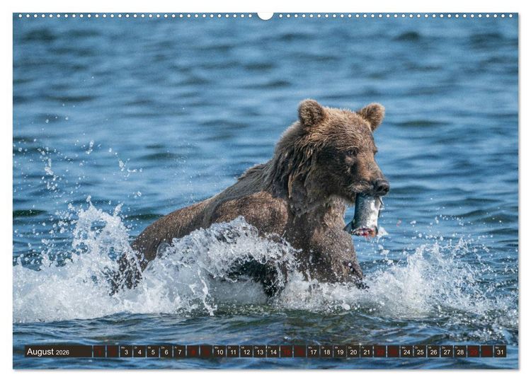 Produktbild: Grizzlyb&auml;ren im Katmai Nationalpark Alaska (Wandkalender 2026 DIN A2 quer), CALVENDO Monatskalender