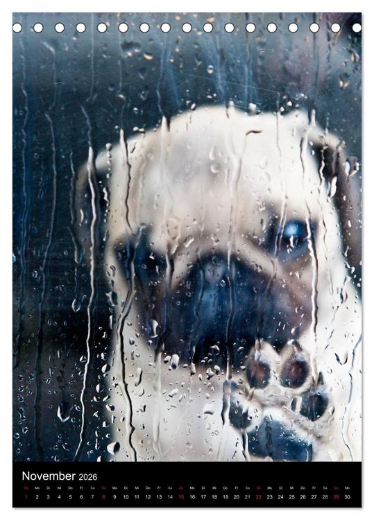 Produktbild: Das Mops-Jahr 2026 (Tischkalender 2026 DIN A5 hoch), CALVENDO Monatskalender