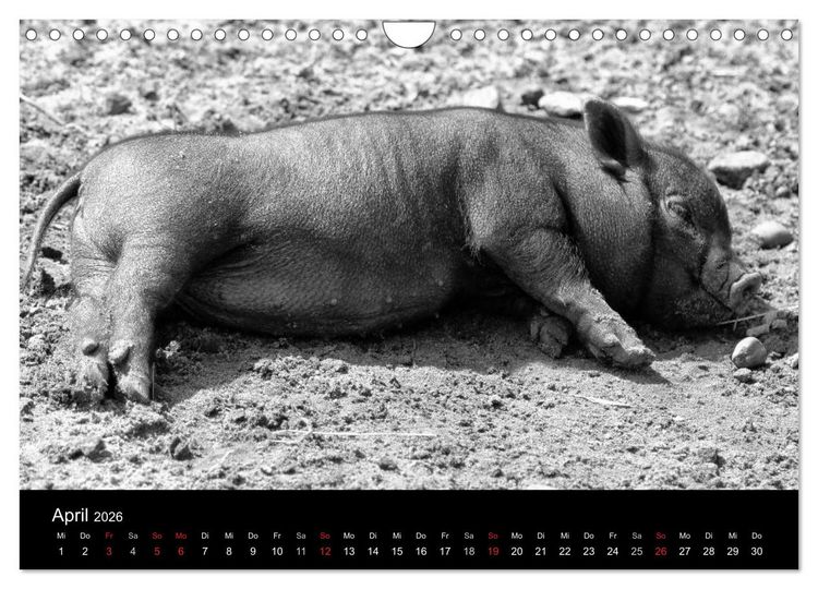 Produktbild: Das Leben der Schweine (Wandkalender 2026 DIN A4 quer), CALVENDO Monatskalender
