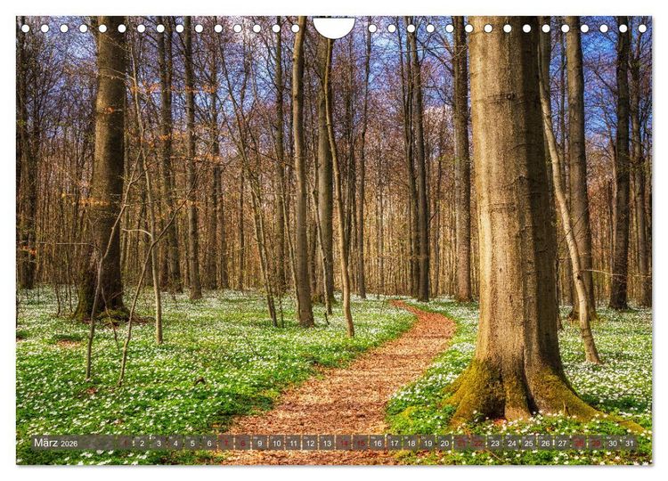 Produktbild: Wege zur Entspannung 2026 (Wandkalender 2026 DIN A4 quer), CALVENDO Monatskalender