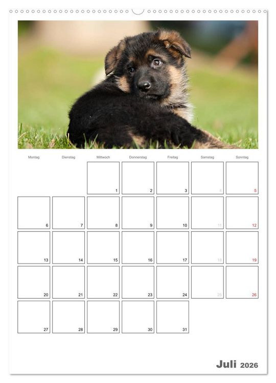Produktbild: Deutscher Sch&auml;ferhund - Welpen, Planer (hochwertiger Premium Wandkalender 2026 DIN A2 hoch), Kunstdruck in Hochglanz