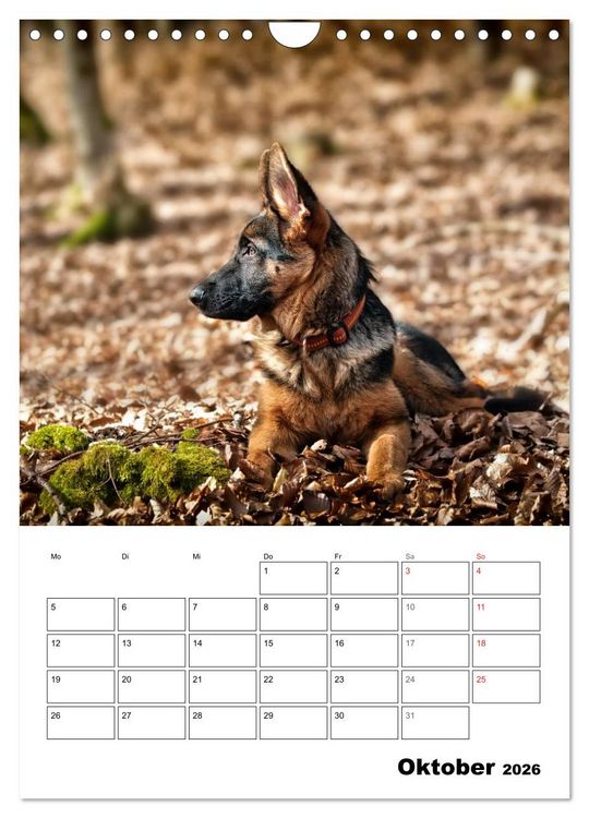 Produktbild: Deutsche Sch&auml;ferhundwelpen zum Verlieben (Wandkalender 2026 DIN A4 hoch), CALVENDO Monatskalender