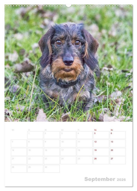 Produktbild: Der Dackel (M)ein treuer Weggef&auml;hrte (hochwertiger Premium Wandkalender 2026 DIN A2 hoch), Kunstdruck in Hochglanz