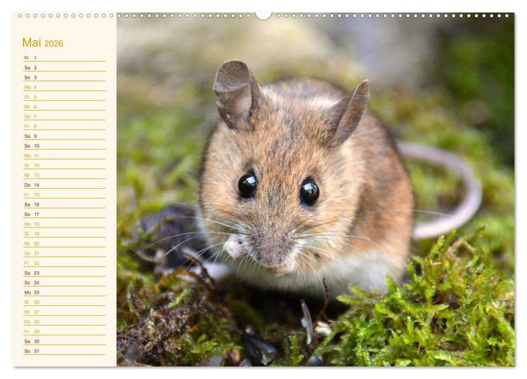 Produktbild: Gr&uuml;sse von der Maus! (Wandkalender 2026 DIN A2 quer), CALVENDO Monatskalender