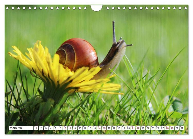 Produktbild: Admirons les escargots (Calendrier mural 2026 DIN A4 vertical), CALVENDO calendrier mensuel