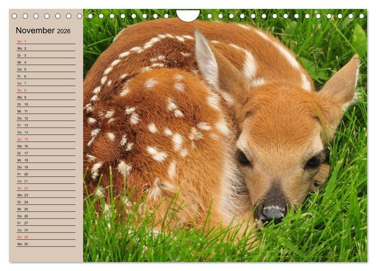 Produktbild: Rotwild. Edle Hirsche, stolze K&uuml;he (Wandkalender 2026 DIN A4 quer), CALVENDO Monatskalender