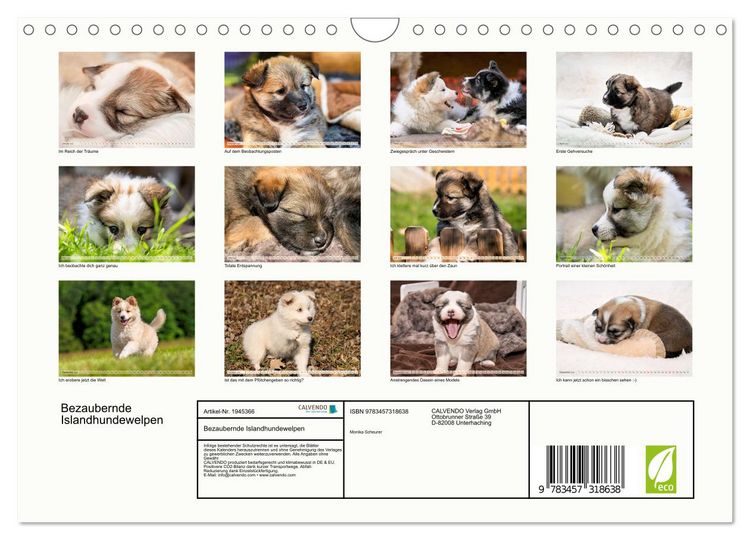 Produktbild: Bezaubernde Islandhundewelpen (Wandkalender 2026 DIN A4 quer), CALVENDO Monatskalender