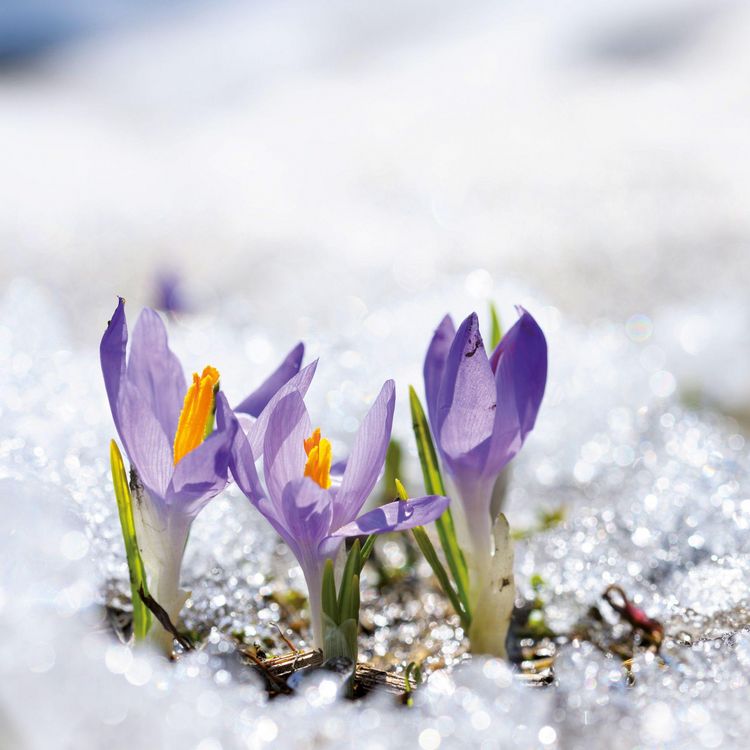 Produktbild: Blumen / Flowers 2027