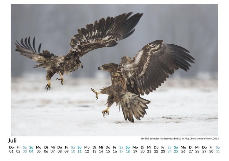 Produktbild: Tiere in Eis und Schnee