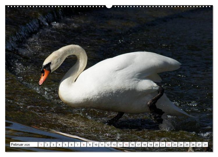 Produktbild: Elegante Schw&auml;ne (hochwertiger Premium Wandkalender 2026 DIN A2 quer), Kunstdruck in Hochglanz