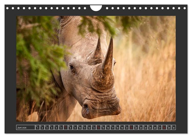 Produktbild: Das Wei&szlig;e Nashorn (Wandkalender 2026 DIN A4 quer), CALVENDO Monatskalender